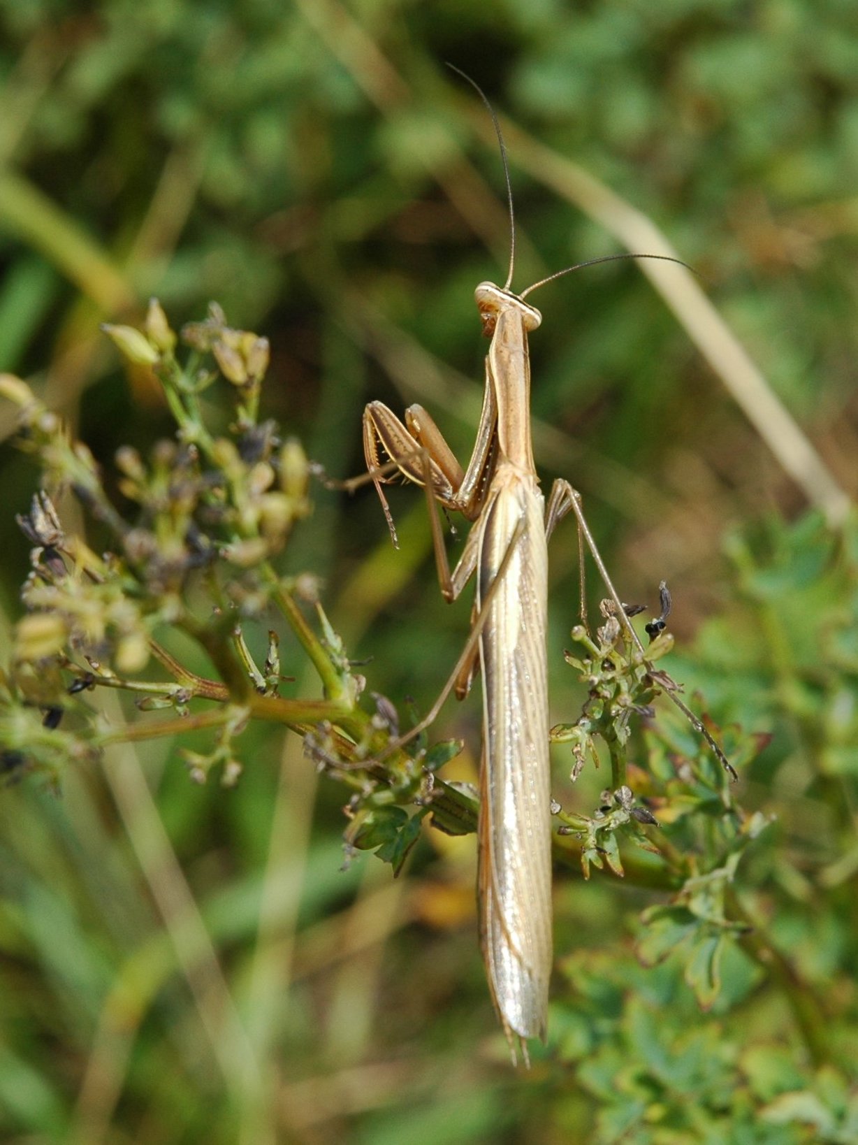 Mantidi da identificare 2006